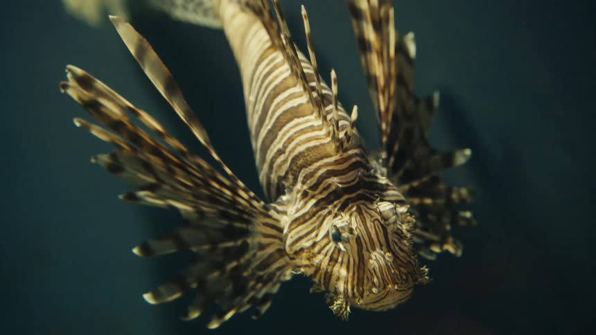 A cinematic close-up of a venomous Lionfish with its iconic striped pattern and feathery fins floating menacingly in the dark water
