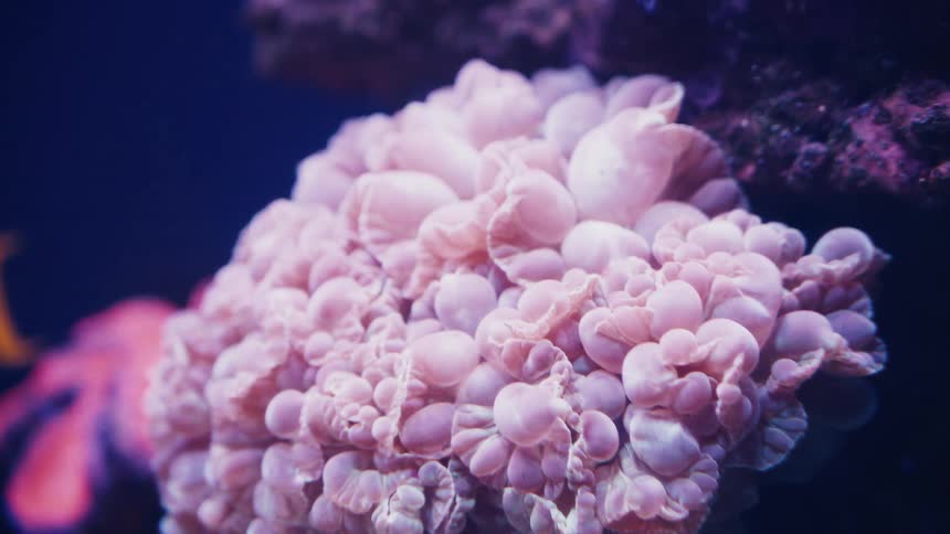 A mesmerizing macro shot of a vibrant pink bubble coral gently swaying in the dark blue water as a fish swims by