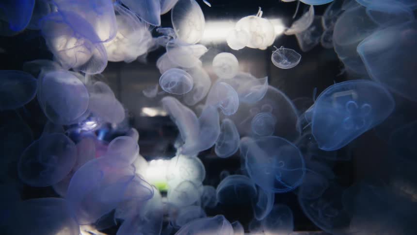 A large group of ethereal moon jellyfish float gracefully in an illuminated aquarium tank