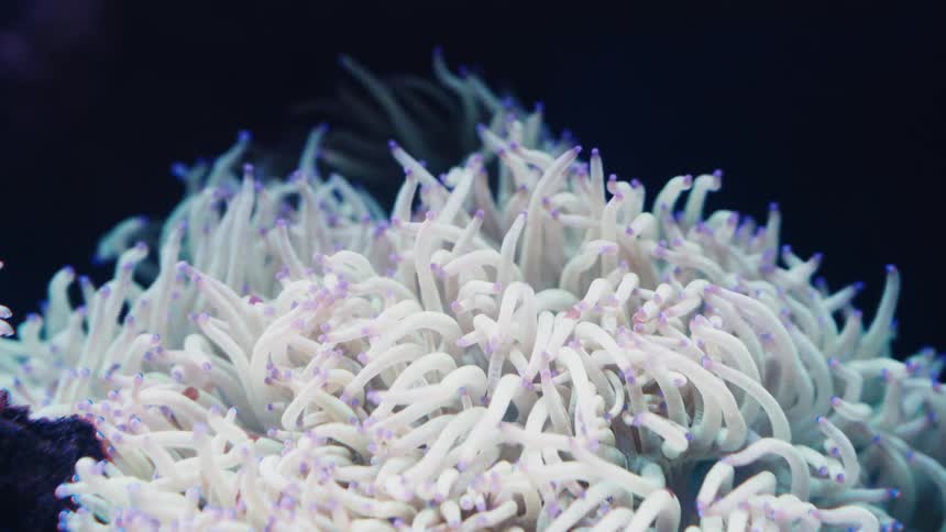 A mesmerizing close-up of a white sea anemone with purple-tipped tentacles swaying gently in the water