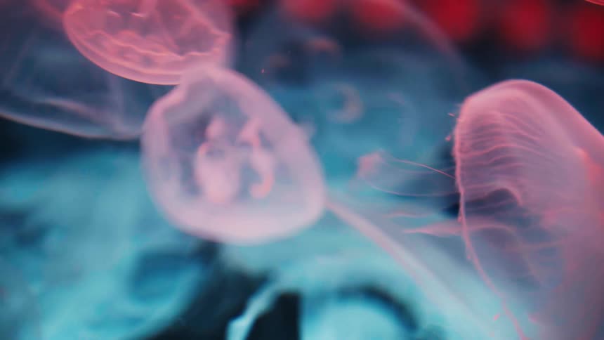 Slow motion close-up of translucent pink jellyfish swimming gracefully in an aquarium with changing colorful lights