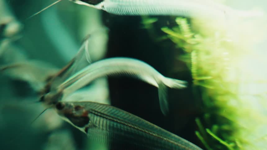 A school of unique transparent Ghost Catfish with visible skeletons swim together in a green-tinted aquarium