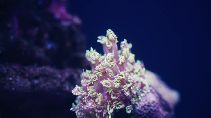 A vibrant sea anemone sways in the deep blue water as a blue tang fish swims past