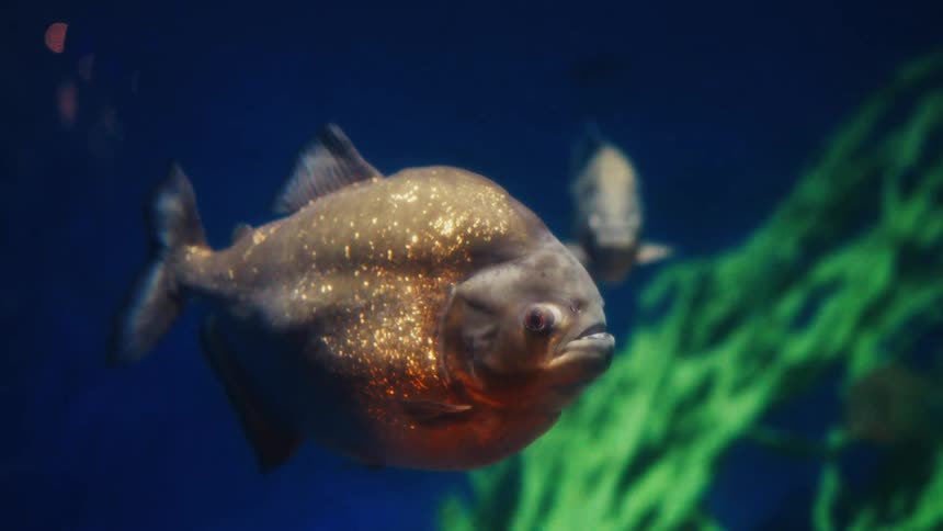 A close-up of a red-bellied piranha with shimmering golden scales floating menacingly in a dark blue aquarium
