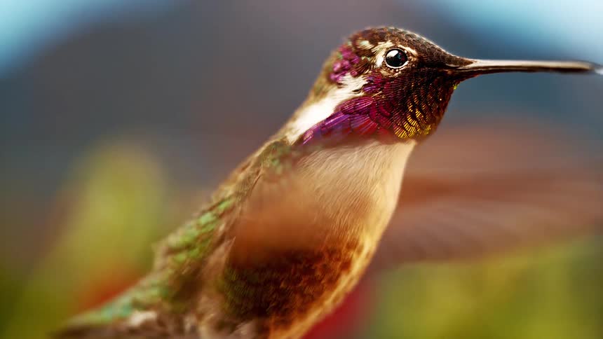 A stunning ultra slow-motion close-up of a hummingbird hovering with its iridescent feathers shining in the light