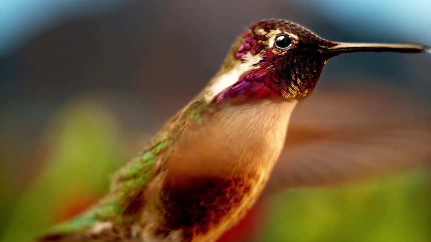 An Anna's hummingbird hovers majestically in slow motion, its iridescent gorget shimmering with vibrant shades of purple and pink