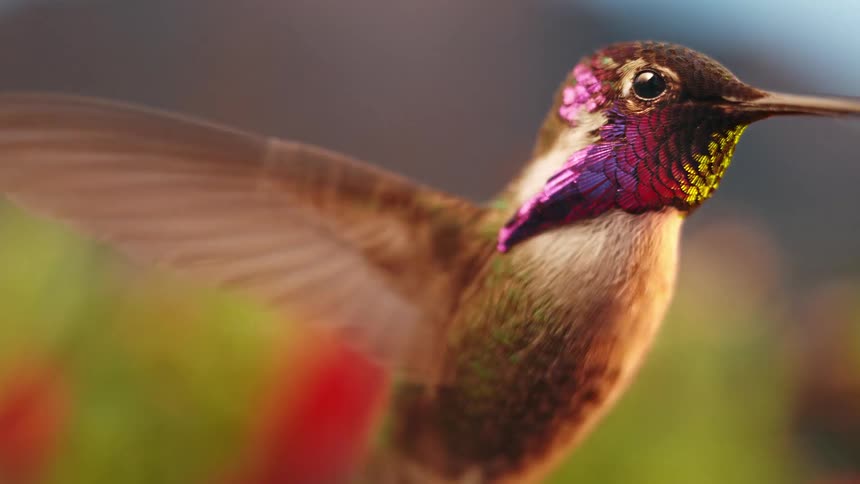A stunning close-up slow motion shot captures a vibrant hummingbird hovering in mid-air