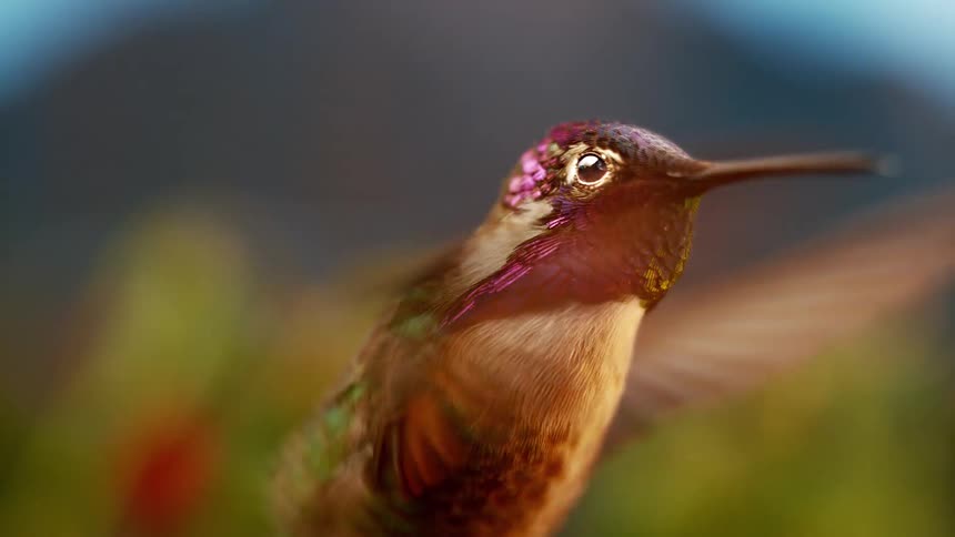 Detailed macro shot in slow motion shows a beautiful hummingbird with iridescent feathers hovering gracefully in the air