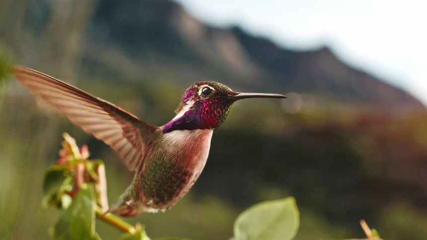 A tiny, colorful hummingbird with iridescent purple and green feathers hovers gracefully in a stunning slow-motion loop