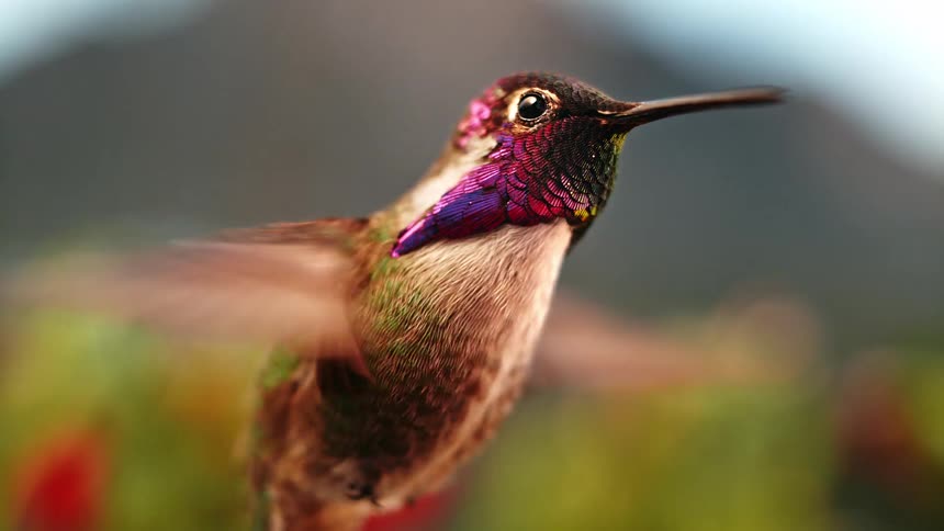 A stunning slow-motion cinemagraph of an iridescent hummingbird hovering in mid-air