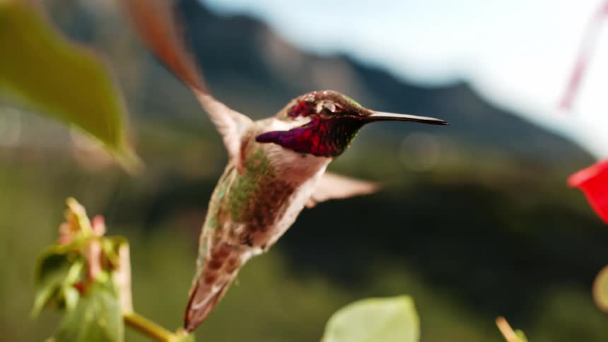 A magnificent hummingbird with iridescent feathers hovers gracefully in super slow motion before flying away