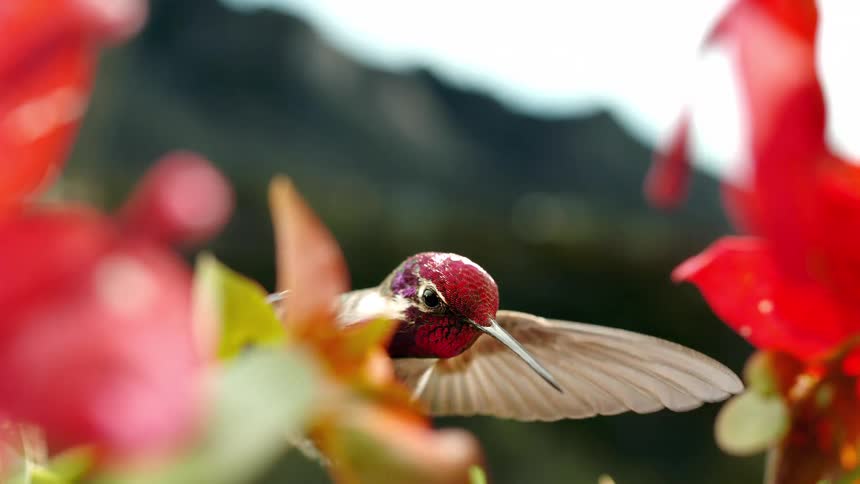 A colorful hummingbird with a red head hovers gracefully in mid-air in stunning slow motion, framed by vibrant red flowers