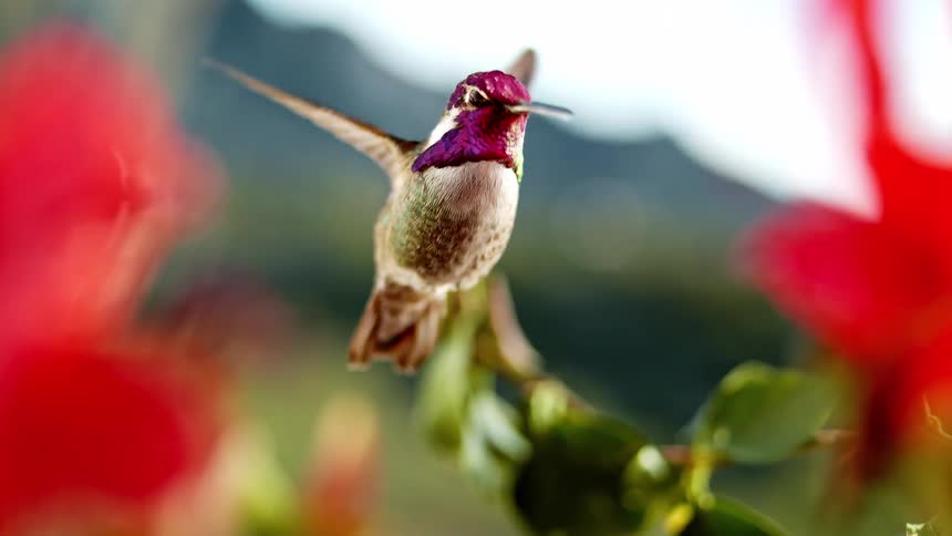 An iridescent hummingbird with a purple gorget hovers gracefully in super slow motion, framed by soft-focus red flowers