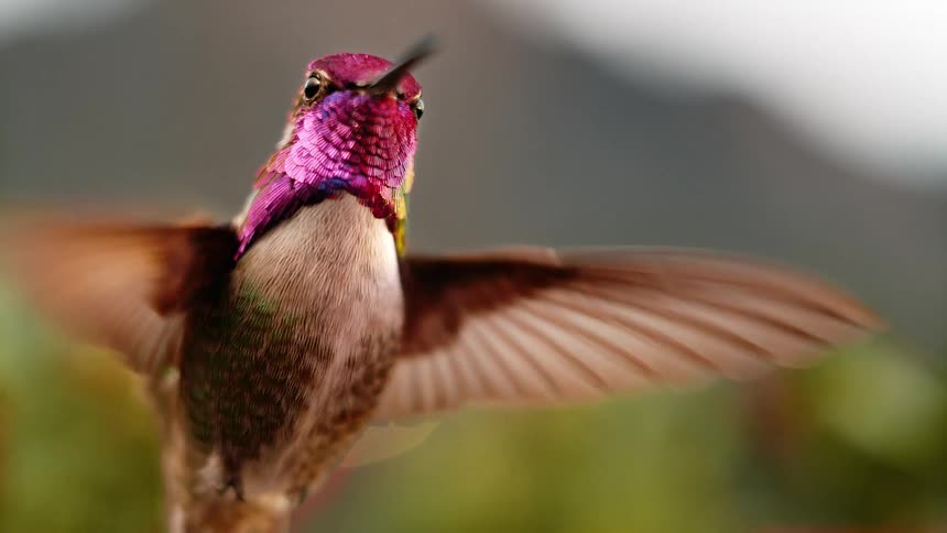 A beautiful hummingbird with iridescent purple and magenta feathers hovers in place in extreme slow motion