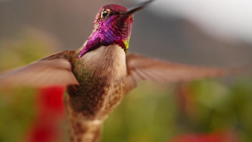 An incredibly detailed super slow-motion shot captures a hummingbird hovering, showcasing its beautiful iridescent magenta throat feathers
