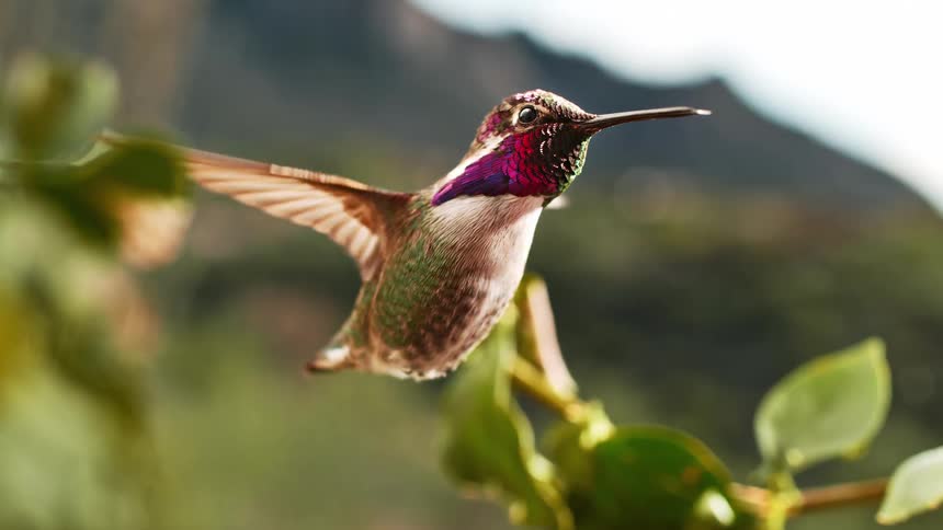 A vibrant, iridescent hummingbird hovers in mid-air, its wings beating in a mesmerizing slow-motion loop