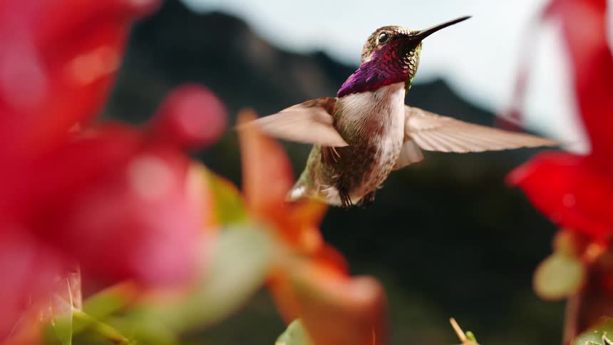 A stunning close-up of a colorful hummingbird hovering in slow motion among vibrant red flowers