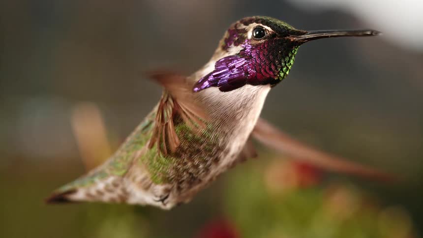 A stunning iridescent hummingbird with vibrant purple and green feathers hovers gracefully in super slow motion