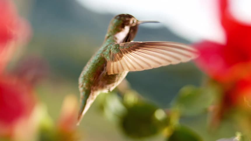 A stunning super slow-motion close-up of a vibrant hummingbird hovering gracefully amidst soft-focus red flowers