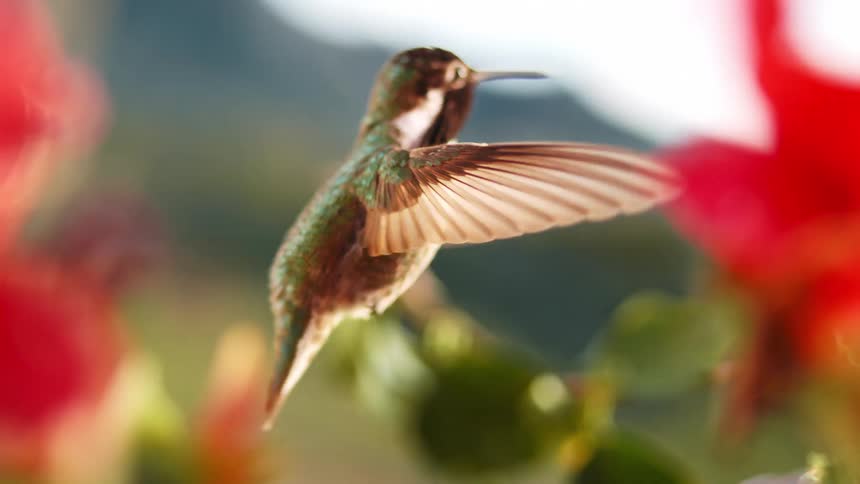 A mesmerizing slow-motion close-up captures a colorful hummingbird with iridescent purple and green feathers hovering in mid-air near red flowers