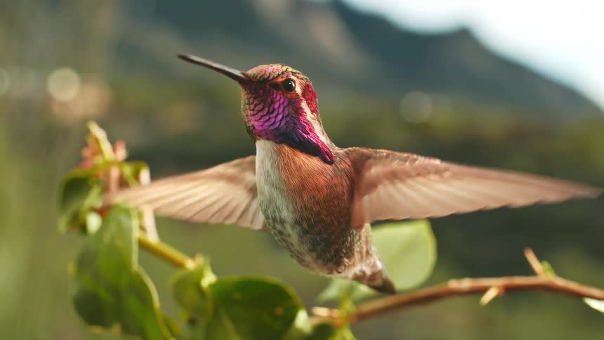 Mesmerizing slow-motion close-up of a colorful hummingbird hovering gracefully amidst green foliage