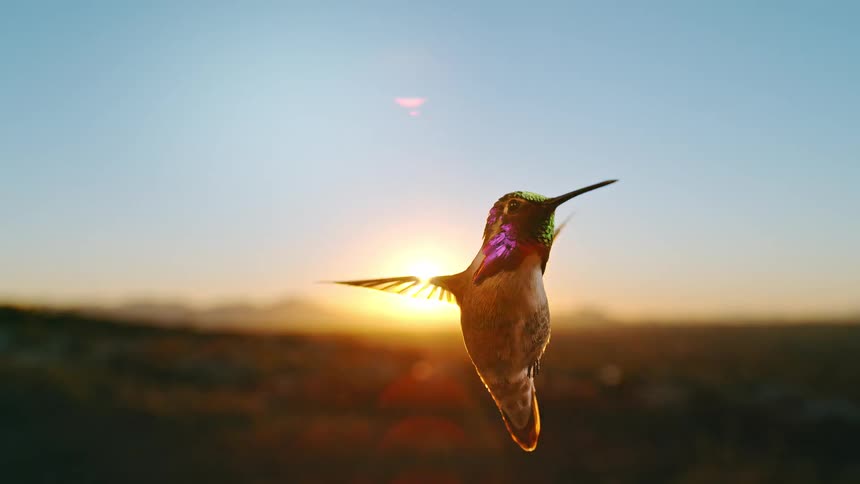 A majestic hummingbird with iridescent feathers hovers in slow motion, backlit by the warm glow of the setting sun