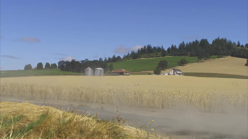 A blue pickup truck drives down a rural dirt road kicking up dust next to a golden wheat field with a farmhouse in the background