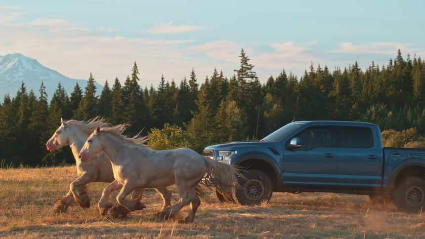 Majestic white horses run alongside a blue pickup truck in slow motion through a golden field with a mountain in the background