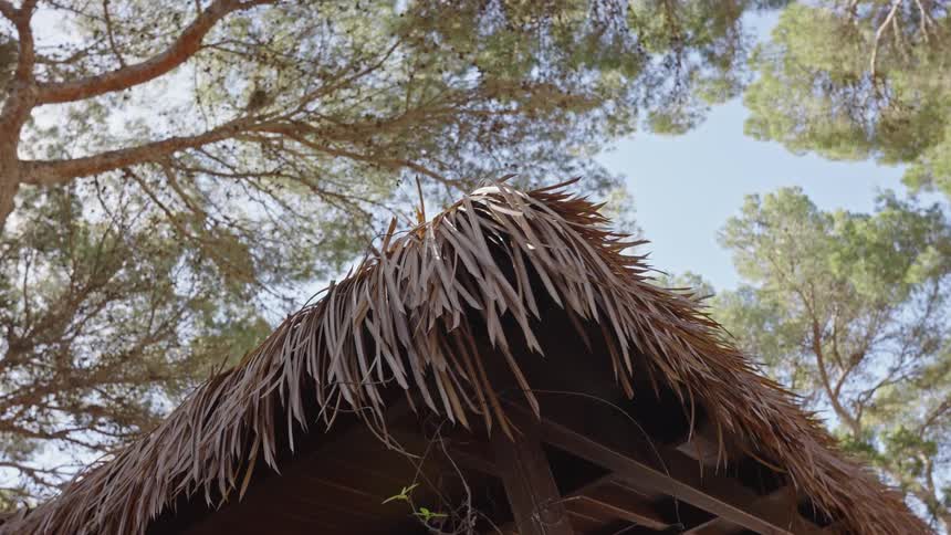 A slow, low-angle, rotating view of a thatched roof hut nestled under tall pine trees