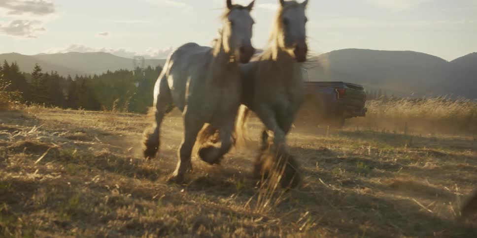 Majestic Clydesdale horses gallop in slow motion through a golden field at sunset, passing a blue pickup truck with mountains in the distance