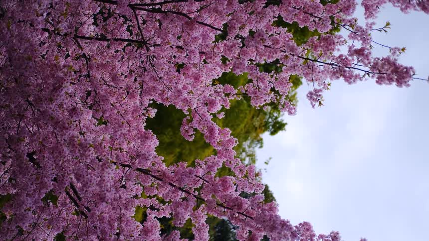 A vertical view of beautiful pink cherry blossom branches swaying gently against a cloudy sky
