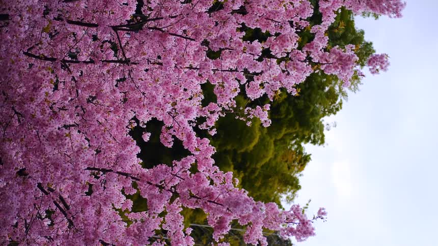 A vertical shot captures the stunning beauty of a fully bloomed pink cherry blossom tree set against green foliage and a soft sky