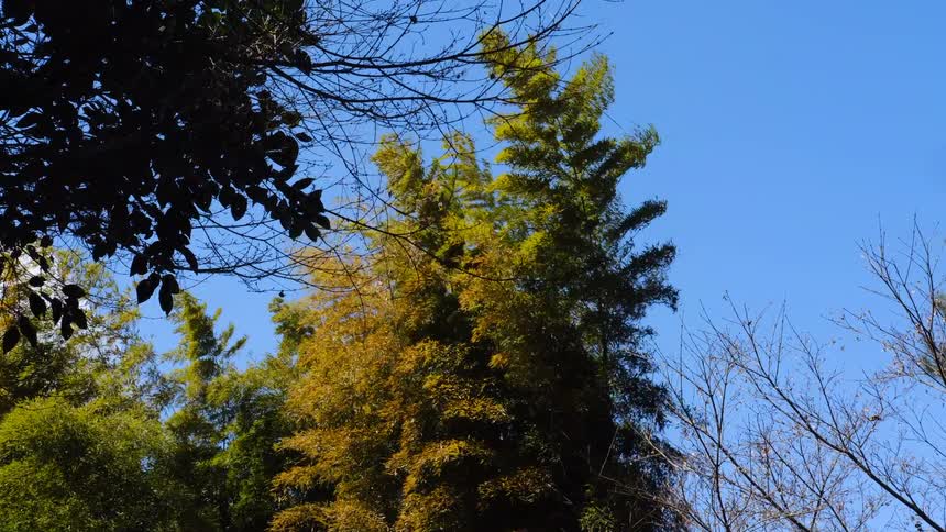 A low-angle view of tall, leafy bamboo trees with yellow and green leaves swaying in the wind against a clear blue sky