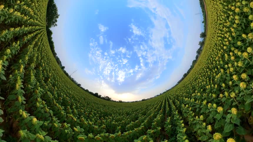 A vast sunflower field under a sunset sky transitions into a surreal tiny planet effect