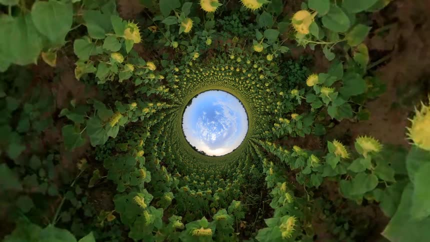 A surreal tiny planet perspective moves through a green sunflower field, creating an abstract tunnel effect with the blue sky at its center