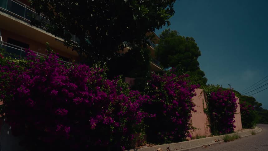 Vibrant purple bougainvillea bushes sway gently in the breeze along a pink wall on a quiet, sunny street
