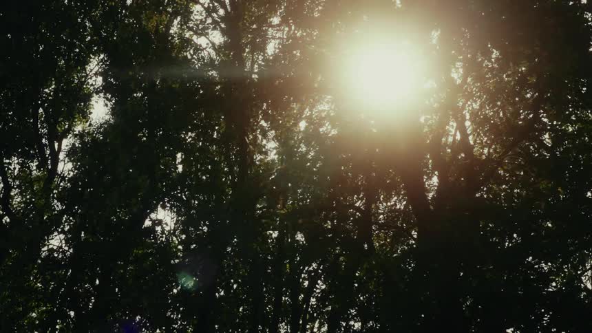 A bright sun flares through the dark, silhouetted leaves of a dense forest canopy creating a moody atmosphere