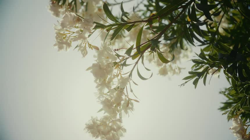 A low-angle view of the sun shining brightly through the white blossoms and leaves of a tree, creating a hazy lens flare