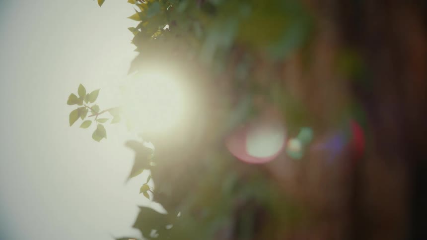 A vertical close-up of the sun peaking through lush green ivy leaves, creating a beautiful lens flare