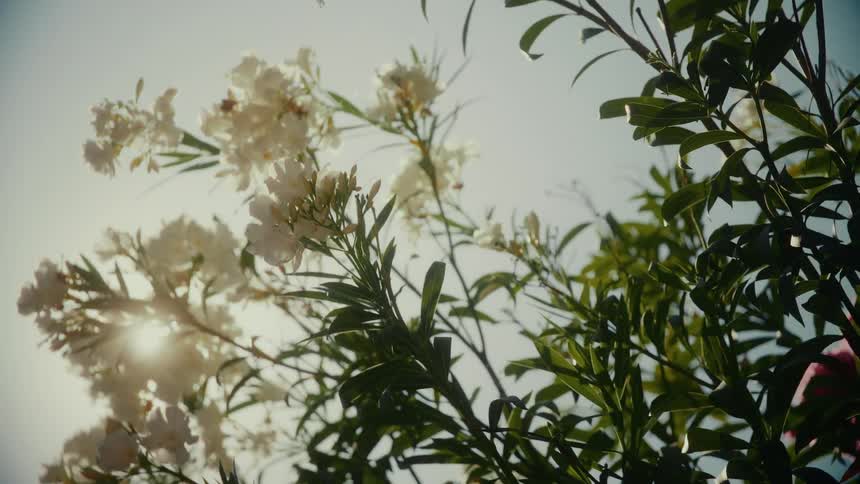 Sunlight filters through the leaves and white blossoms of an oleander bush on a beautiful day