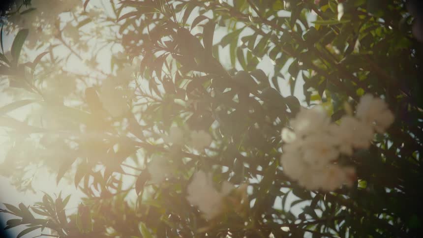 Sunlight flares through the white blossoms and green leaves of a gently swaying tree