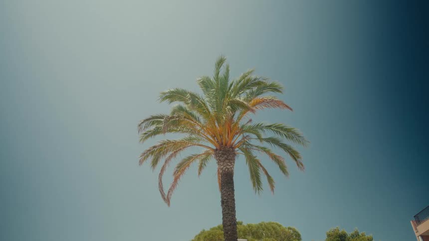 A lone palm tree stands against a clear, graded blue sky, its fronds gently swaying in a summer breeze