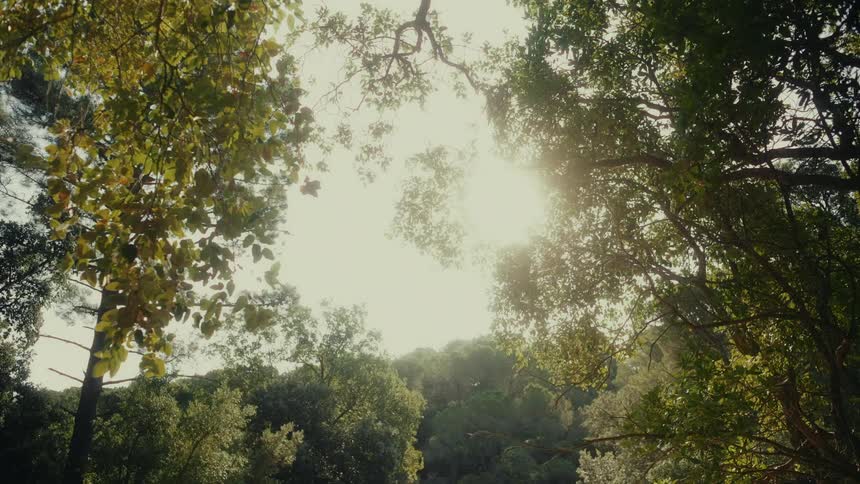A low-angle view shows the summer sun shining brightly through the treetops in a peaceful forest