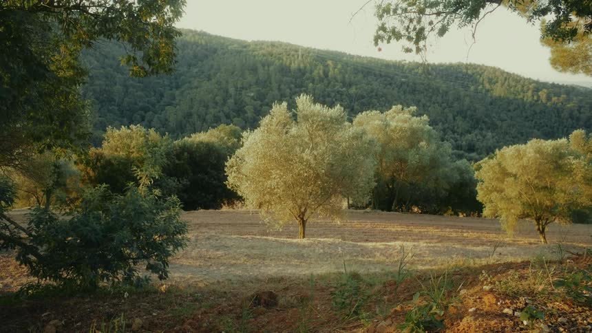 A lone olive tree is beautifully illuminated by the golden hour sun in a tranquil field at the base of a forested mountain