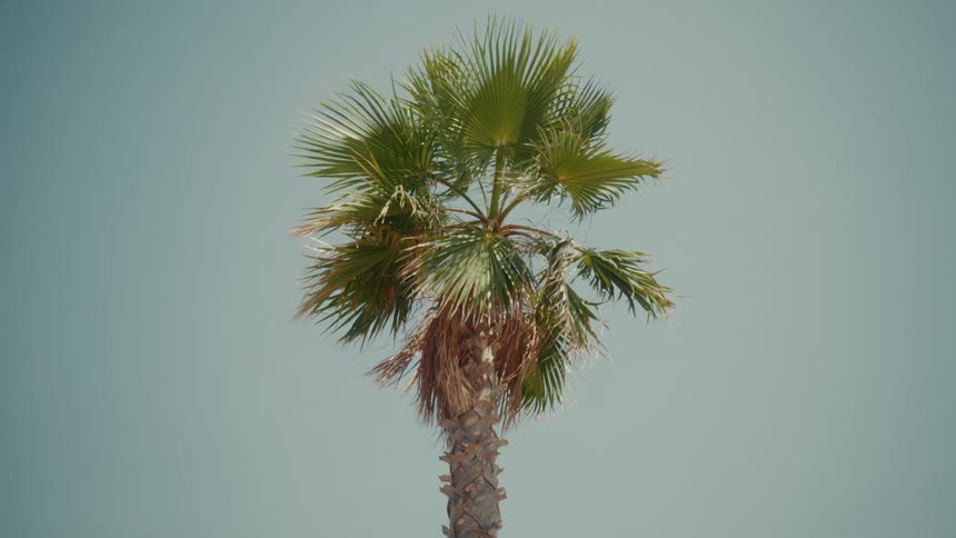 A lone palm tree with green fronds sways gently in the wind against a retro-toned clear sky