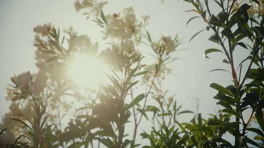 Low angle shot of white flowers backlit by the warm afternoon sun creating a beautiful lens flare