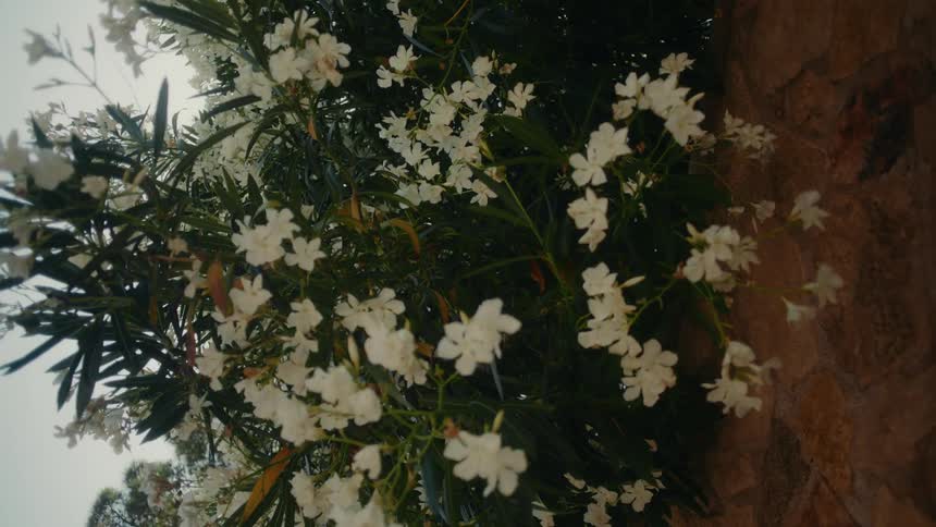 A vertical, low-angle shot of a white oleander bush with delicate flowers swaying gently in the breeze against a stone wall