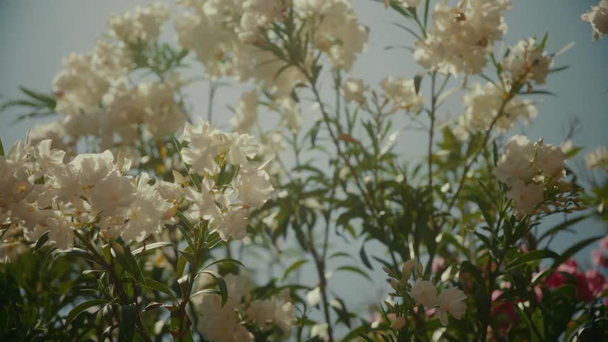 Beautiful white oleander flowers gently swaying in the summer breeze against a bright blue sky