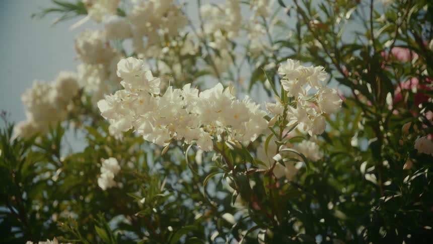 A close-up view of beautiful white oleander flowers blooming on a bush against a clear blue sky on a sunny day