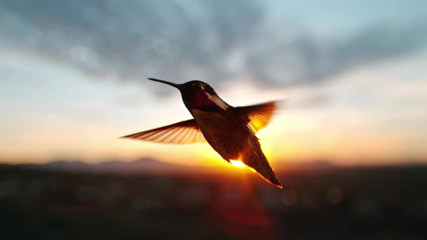 A majestic hummingbird is silhouetted as it hovers gracefully in the air during a beautiful golden hour sunset